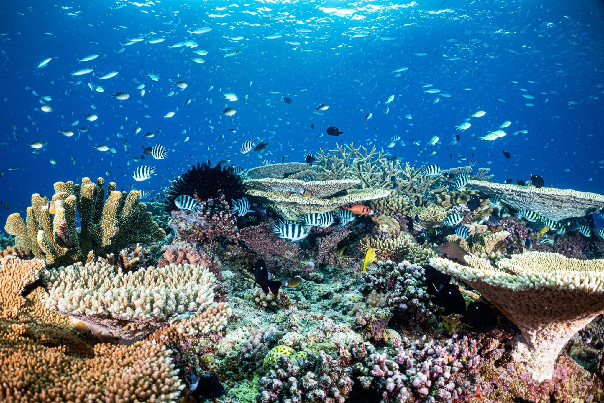 Oceania & Southeast Asia Destination Updates – Terry Cummins Ph.D.