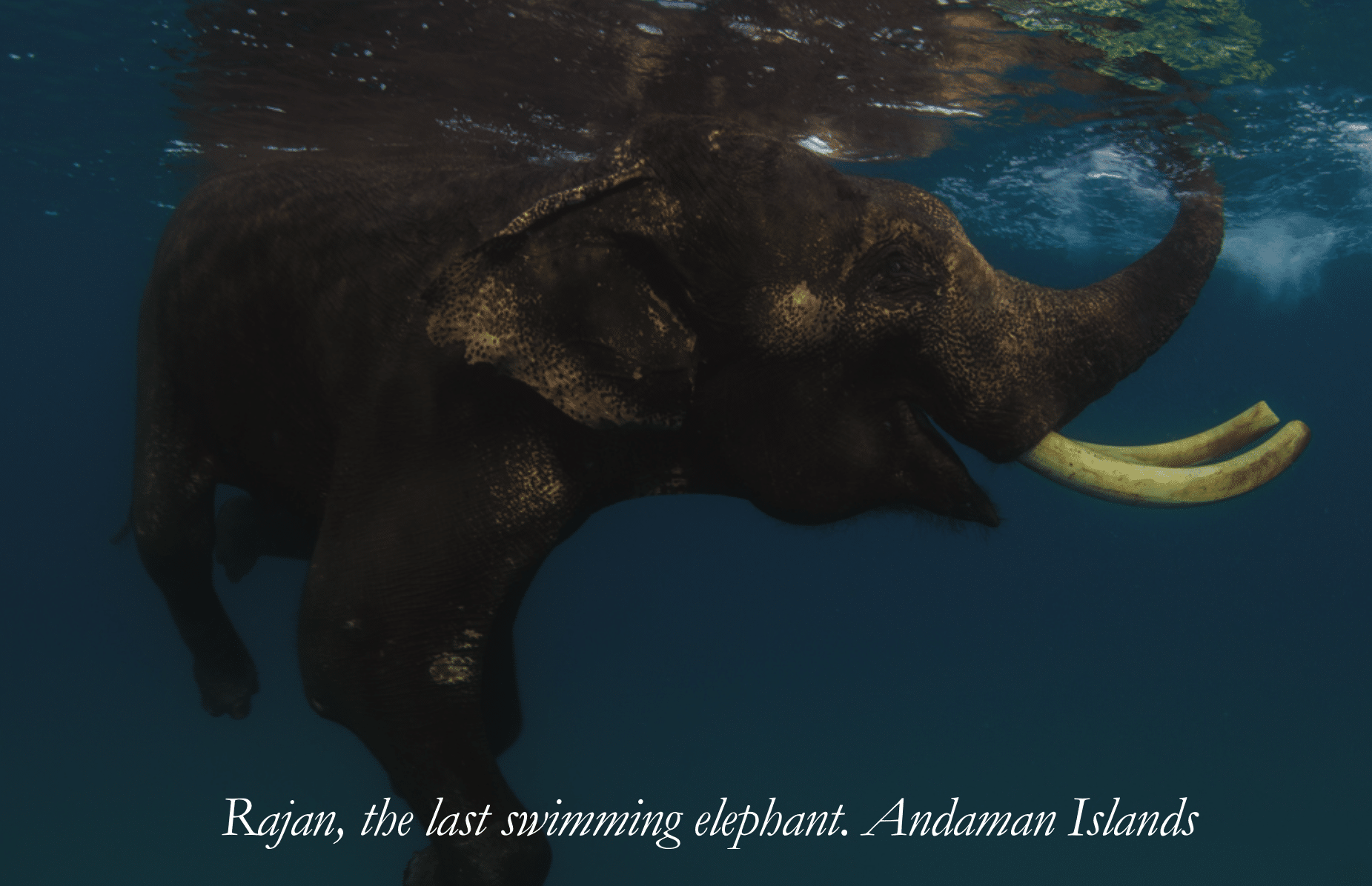 Scuba Diving Industry Magazine Cristian Dimitrius Nature Storytelling