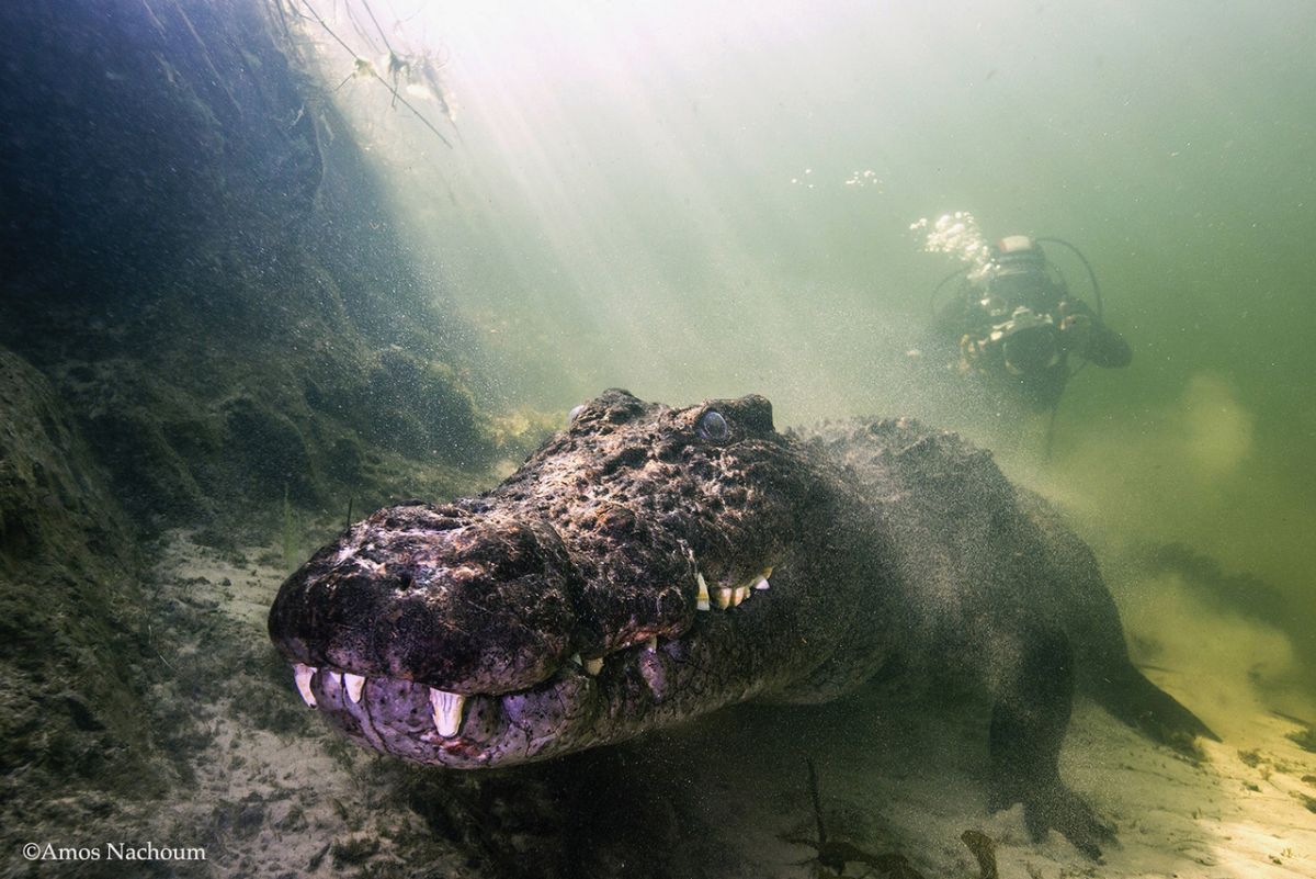 Capturing the Nile Crocodile: A Photographer’s Underwater Encounter – Amos Nachoum