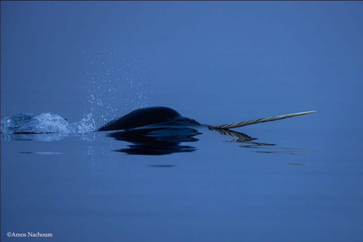 Photographing Narwhals: Arctic Dive Adventure 2025 – Amos Nachoum