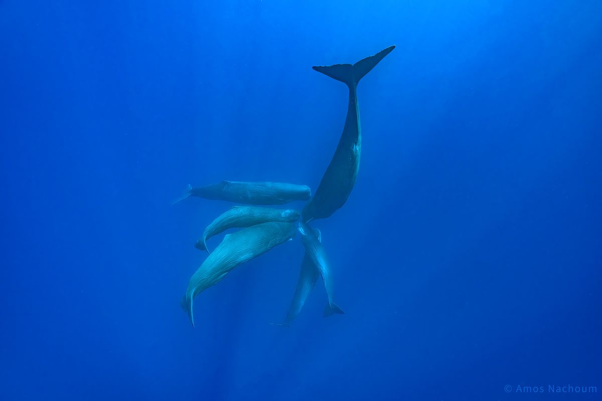 Whale Photography in Dominica: Behind the Lens with Amos Nachoum