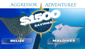 Aggressor Launches $1500 Savings on Belize and Maldives Itineraries