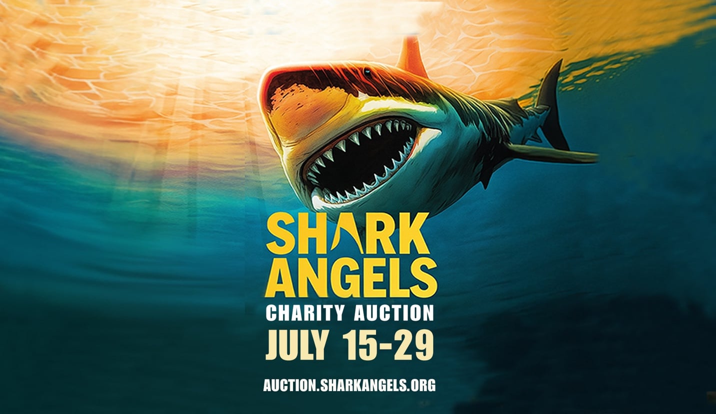 Shark Angels Auction