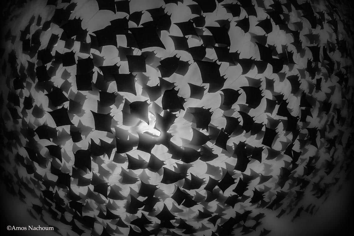 Behind The Lens: Mobula Rays are Diamonds in the Sky – Amos Nachoum