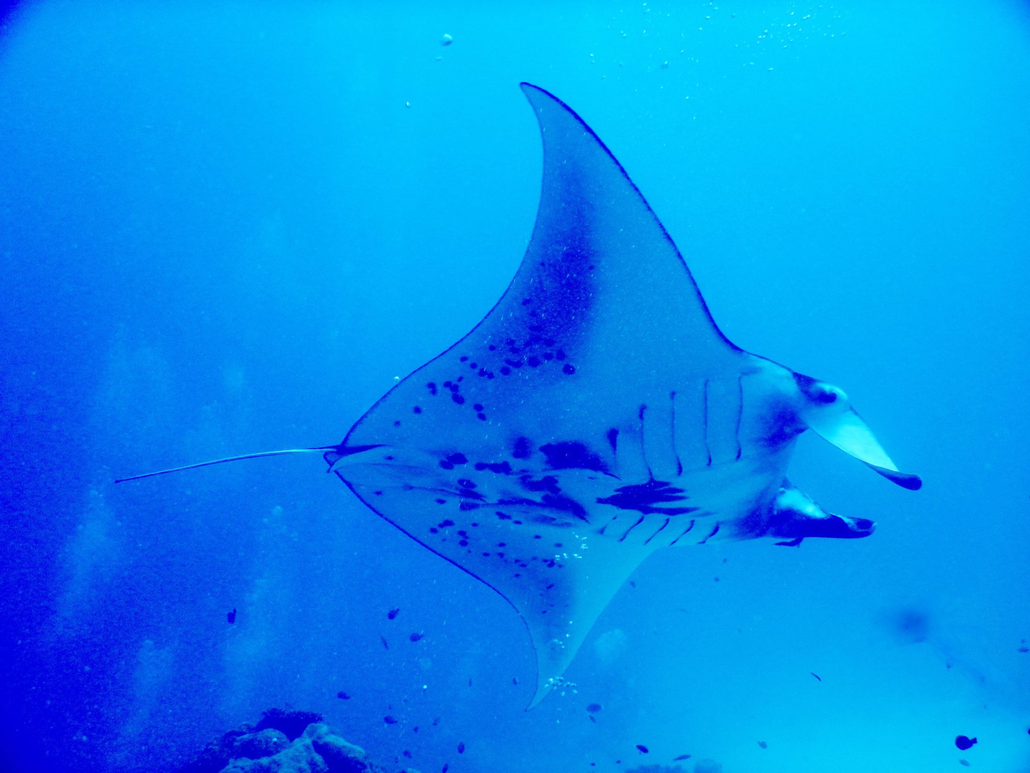 scuba_diving_industry_magazine_gil_zeimer_group_travel