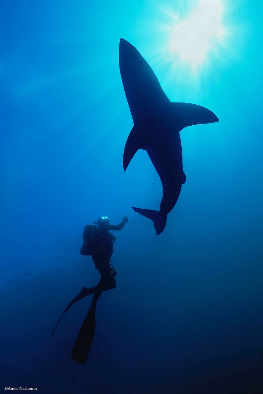 Behind The Lens: Swimming with Great Whites – Amos Nachoum