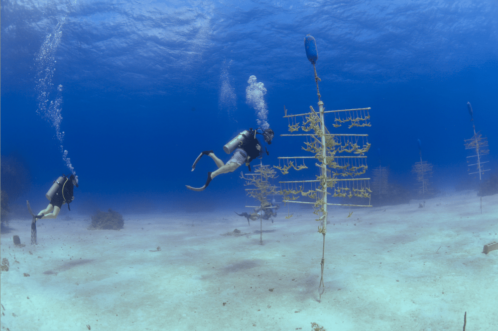 Cape Eleuthera Resort & Marina Crowned the Hottest Dive Resort in the Caribbean by Caribbean Journal
