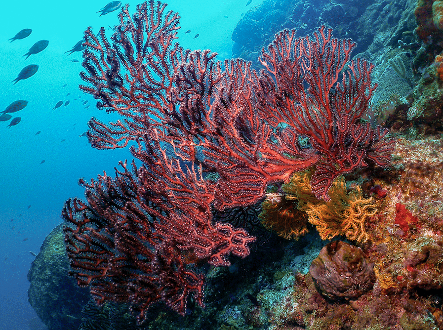 Anse Chastanet Named One of the Caribbean’s Top Dive Resorts