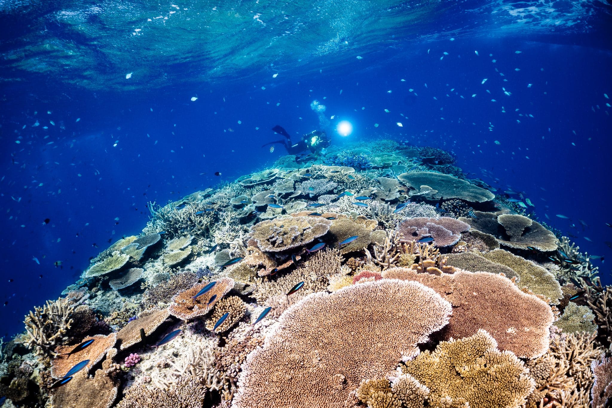 Why “Extraordinary” is a System, Not a Personality Trait – William Cline