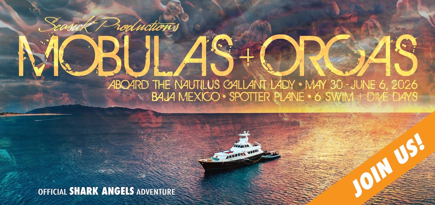 Snorkel, Dive, Explore: Shark Angels’ Conservation-Led Pelagic Baja Expedition