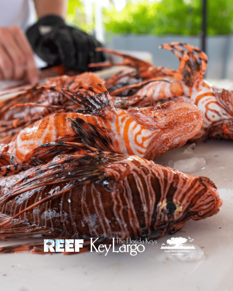 Reef Environmental Education Foundation Hosts 17th Annual Florida Keys Lionfish Derby & Arts Festival