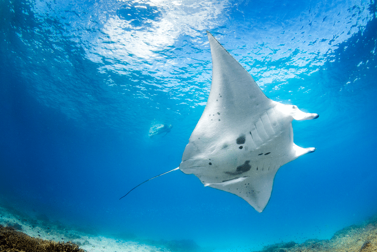 Australia’s Best Islands for Group Dive Travel by Deborah Dickson-Smith