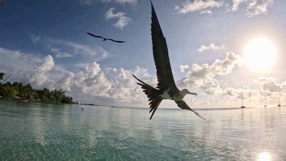 Rangiroa: The Pacific Drift Destination Dive Sellers Should Know by Tara Artner