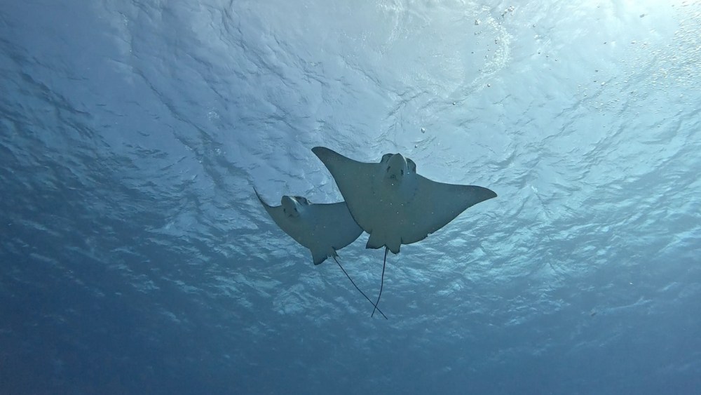 Rangiroa: The Pacific Drift Destination Dive Sellers Should Know by Tara Artner