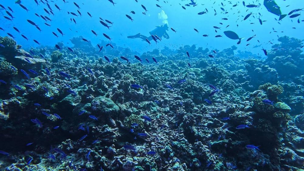 Rangiroa: The Pacific Drift Destination Dive Sellers Should Know by Tara Artner