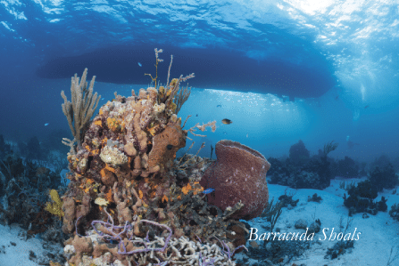 The Bahamas, Repackaged for Today’s Dive Traveler by Richard Condlyffe