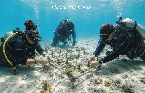 The Silent Symphony: Lessons in Order Beneath the Surface by Kramer Wimberley