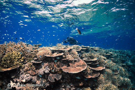 Pt. 1: A Dive Guide to Northern Queensland Expedition Liveaboards by Terry Cummins