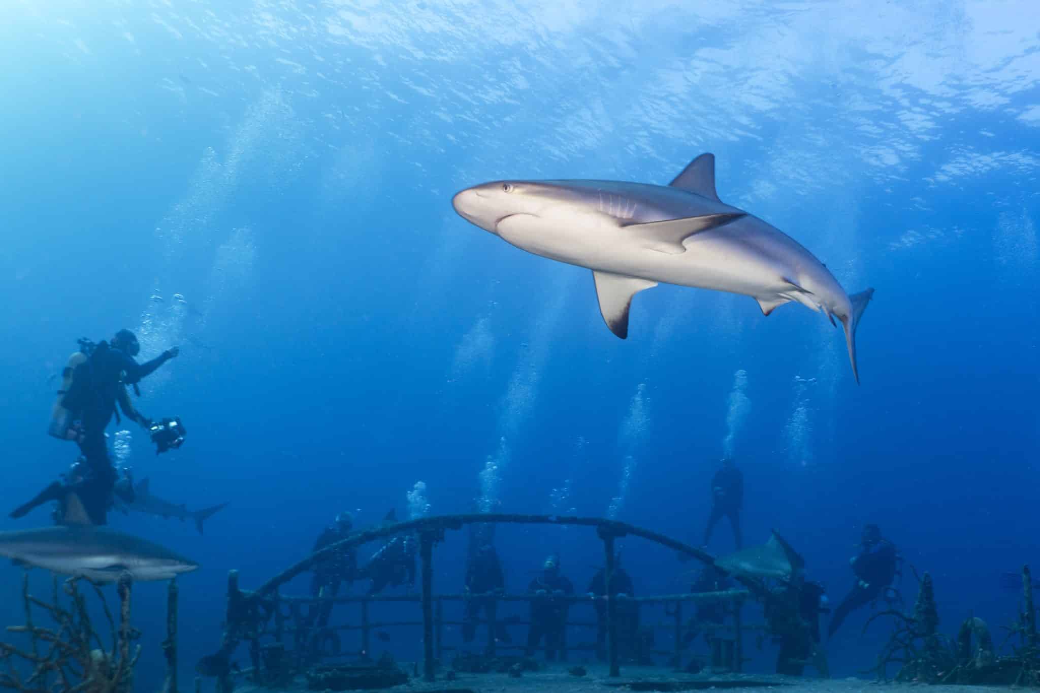 The Bahamas, Repackaged for Today’s Dive Traveler by Richard Condlyffe
