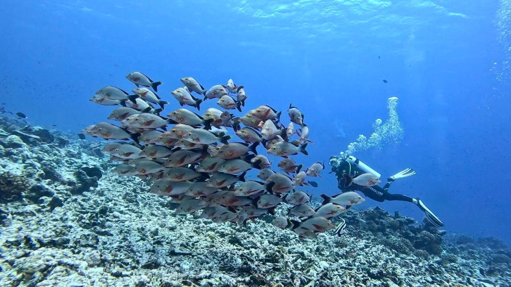 Rangiroa: The Pacific Drift Destination Dive Sellers Should Know by Tara Artner