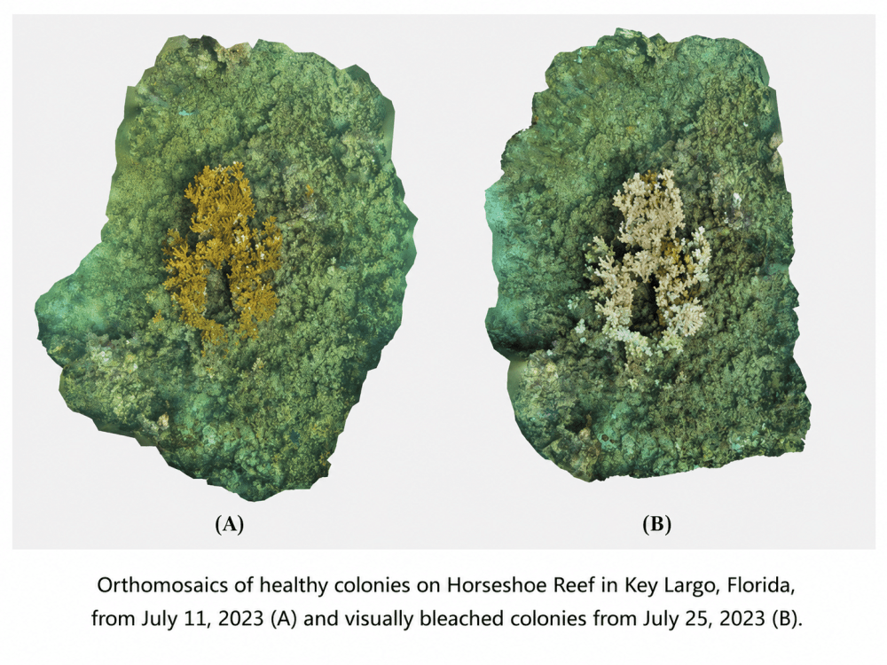 When Coral Collapse Happens in Real Time by Alex Brylske, Ph.D