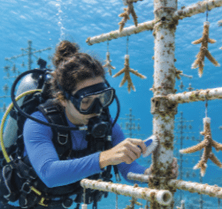 Reframing the Traditional Dive Travel Model: Shifting to Active Restoration by Kramer Wimberley